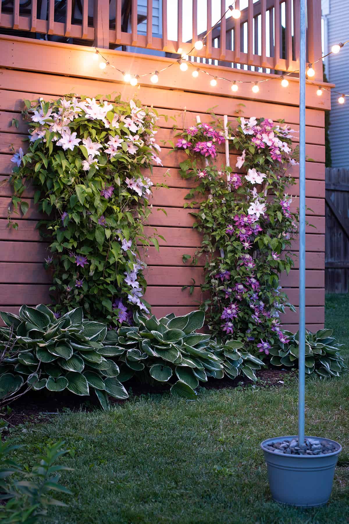 Backyard string lights hanging without trees. The rear deck with clematis is in bloom.